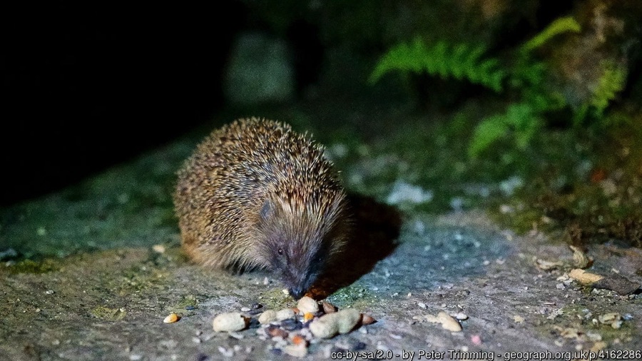 Hedgehog feeding at night